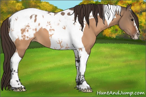 Horse Color:Bay Dun Tobiano Appaloosa 