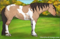 Horse Color:Bay Dun Tobiano 