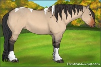 Horse Color:Brown Dun Tobiano 