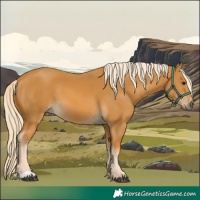 Horse Color:Palomino 