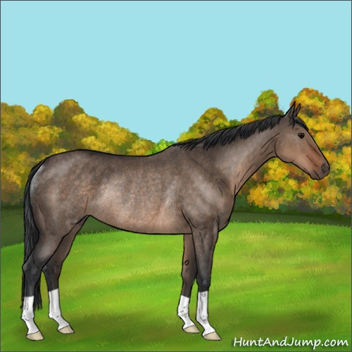 Horse Color:Brown Dun Rabicano