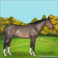Horse Color:Brown Dun Rabicano 