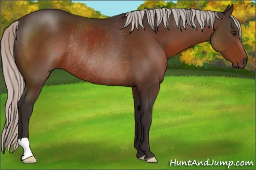Horse Color:Silver Brown Rabicano 