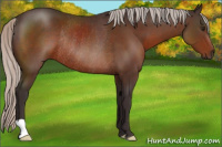 Horse Color:Silver Brown Rabicano 
