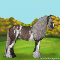 Horse Color:White Spotted Silver Brown Rabicano