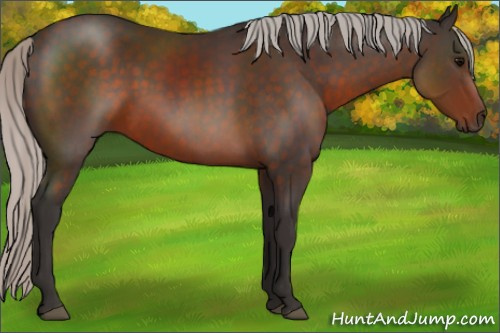 Horse Color:Silver Brown Rabicano 