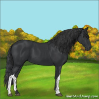 Horse Color:Black 