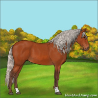 Horse Color:Silver Bay 