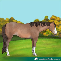 Horse Color:Amber Champagne 