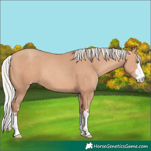 Horse Color:Silver Amber Champagne 