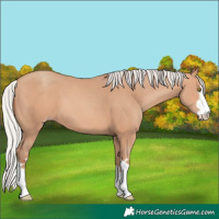 Horse Color:Silver Amber Champagne 