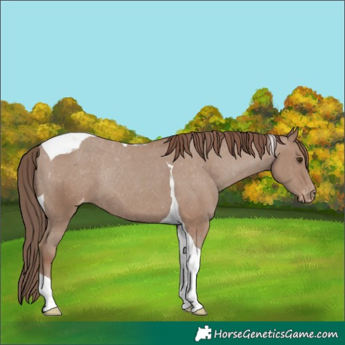 Horse Color:Classic Champagne Tobiano Appaloosa Rabicano 