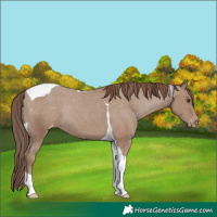 Horse Color:Classic Champagne Tobiano Appaloosa Rabicano 
