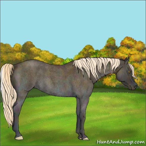 Horse Color:Midnight Gold Cream Champagne Roan Onyx 
