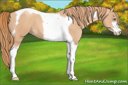 Horse Color:Gold Champagne Sabino Tobiano 