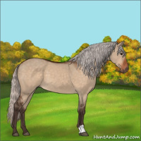 Horse Color:Silver Bay Dun
