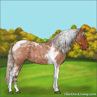 Horse Color:Silver Buckskin Roan Tobiano 