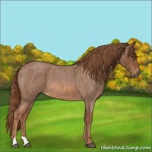 Horse Color:Red Roan 