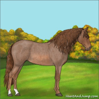 Horse Color:Red Roan 