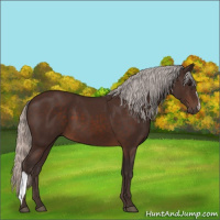Horse Color:Silver Brown