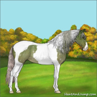 Horse Color:Silver Bay Tobiano 