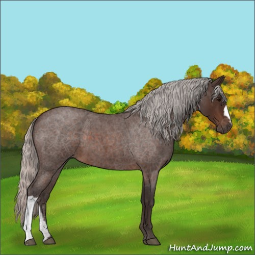 Horse Color:Silver Brown Roan 