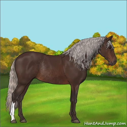 Horse Color:Silver Brown Rabicano 