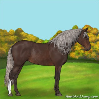 Horse Color:Silver Brown Rabicano