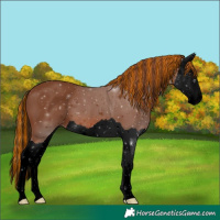 Horse Color:Void Painted Chestnut Splash 