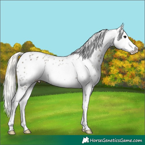 Horse Color:Silver Smoky Grullo Frame Appaloosa 