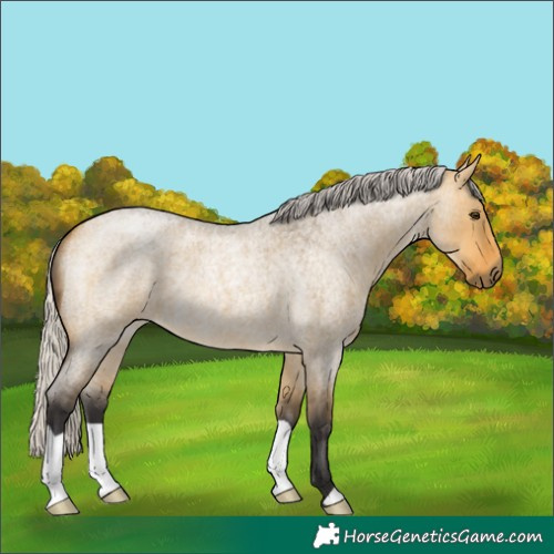 Horse Color:Silver Buckskin Roan Dun 