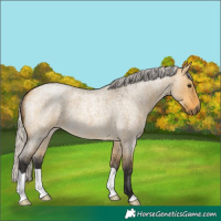 Horse Color:Silver Buckskin Roan Dun