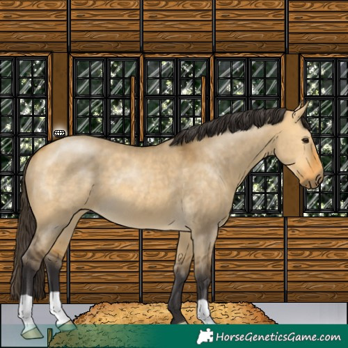 Horse Color:Buckskin Dun