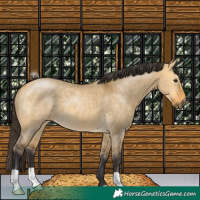 Horse Color:Buckskin Dun