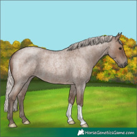 Horse Color:Silver Blue Roan 