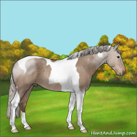 Horse Color:Silver Grullo Roan Tobiano Rabicano 