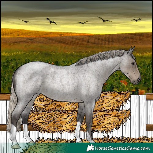 Horse Color:Silver Smoky Blue Roan 