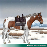 Horse Color:Silver Brown Tobiano Rabicano