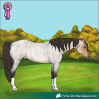 Horse Color:Buckskin Roan 