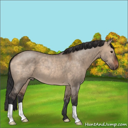 Horse Color:Brown Roan Dun 