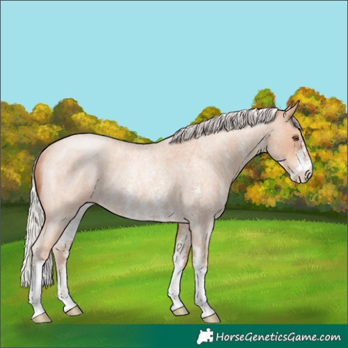 Horse Color:Silver Classic Champagne Roan Sabino Rabicano 