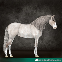 Horse Color:Silver Grullo Roan Sabino Rabicano 
