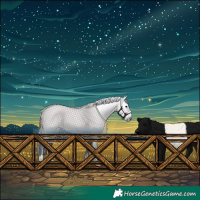 Horse Color:Gray Brown Roan Rabicano 