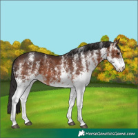 Horse Color:White Spotted Brown Rabicano 