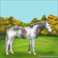 Horse Color:White Spotted Silver Black 