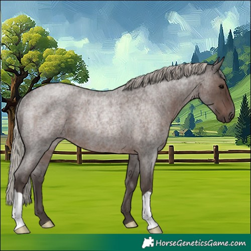 Horse Color:Silver Blue Roan Rabicano 