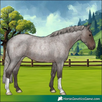 Horse Color:Silver Blue Roan Rabicano 