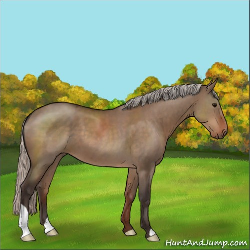 Horse Color:Silver Brown Dun 