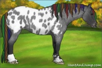 Horse Color:Painted Blue Roan Appaloosa 