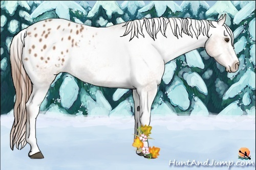 Horse Color:Bay Splash Frame Appaloosa